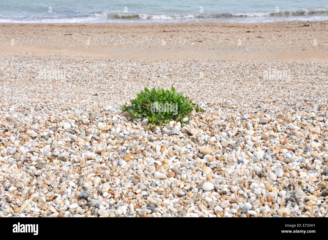 steiniger Strand Stockfoto