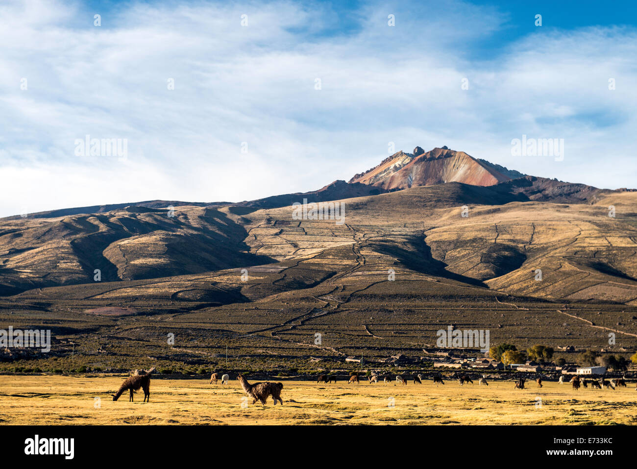 Vulkan Tunupa und Lamas in Potosi Bolivien, Südamerika Stockfoto