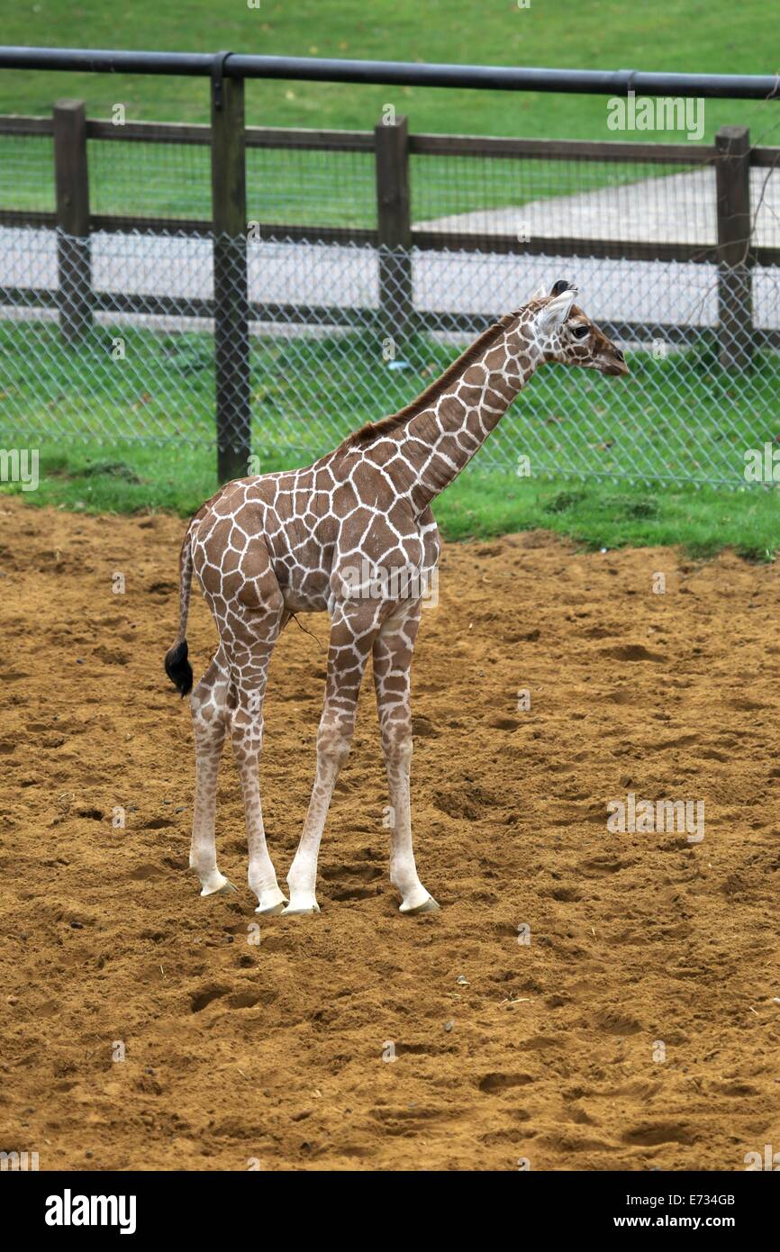 Whipsnade Zoo, Bedfordshire, UK. 05. Sep, 2014. ZSL Whipsnade Zoo feiert die Ankunft des neuen Baby-Giraffe. Der as- noch unbenannten Giraffe am 18. August zum zweiten Mal Mama Ijuma Credit geboren wurde: Neville Stile/Alamy Live News Stockfoto