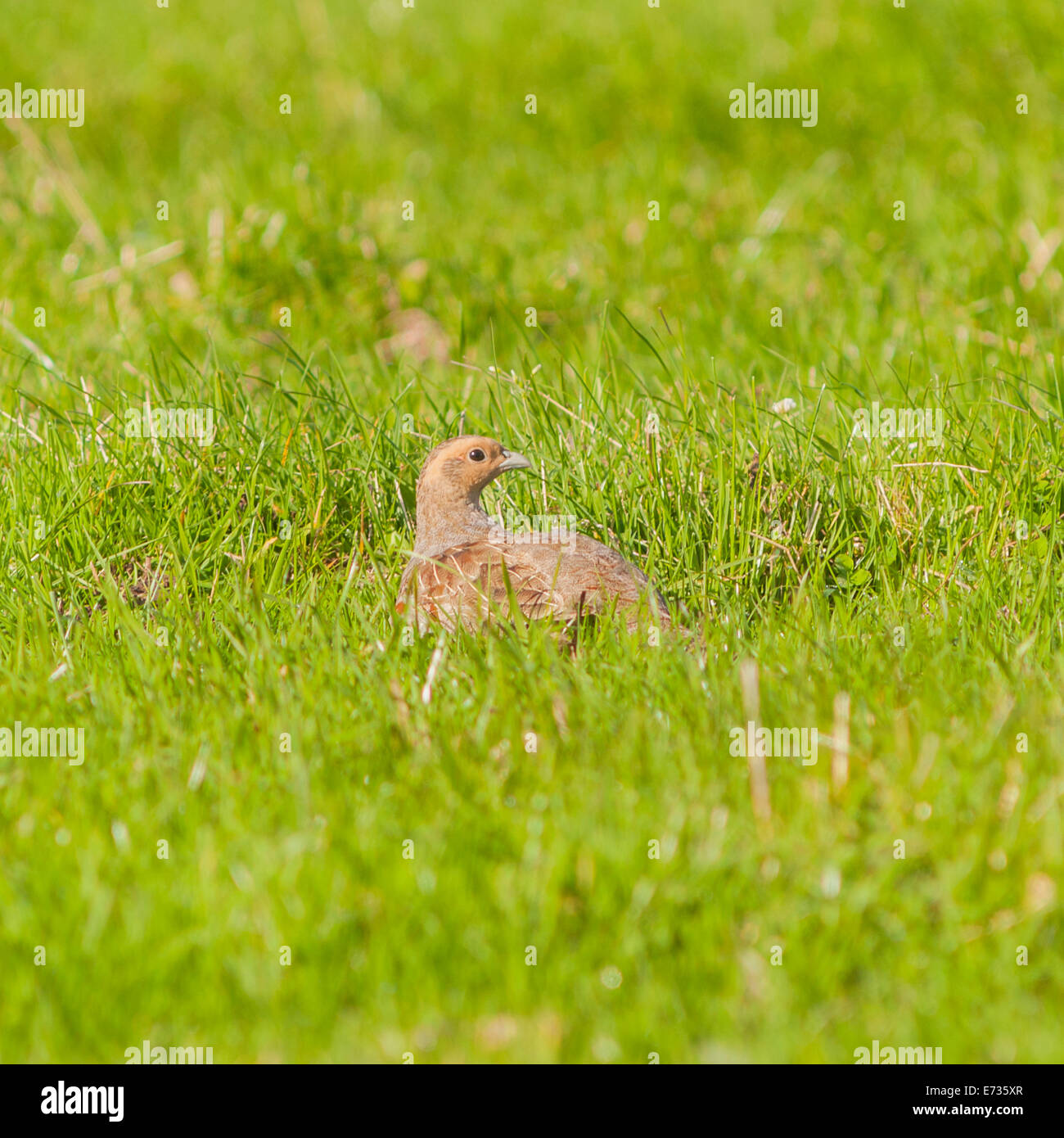 Eine englische Rebhuhn (Perdix Perdix) im Moor, Yorkshire Dales, England, Uk Stockfoto
