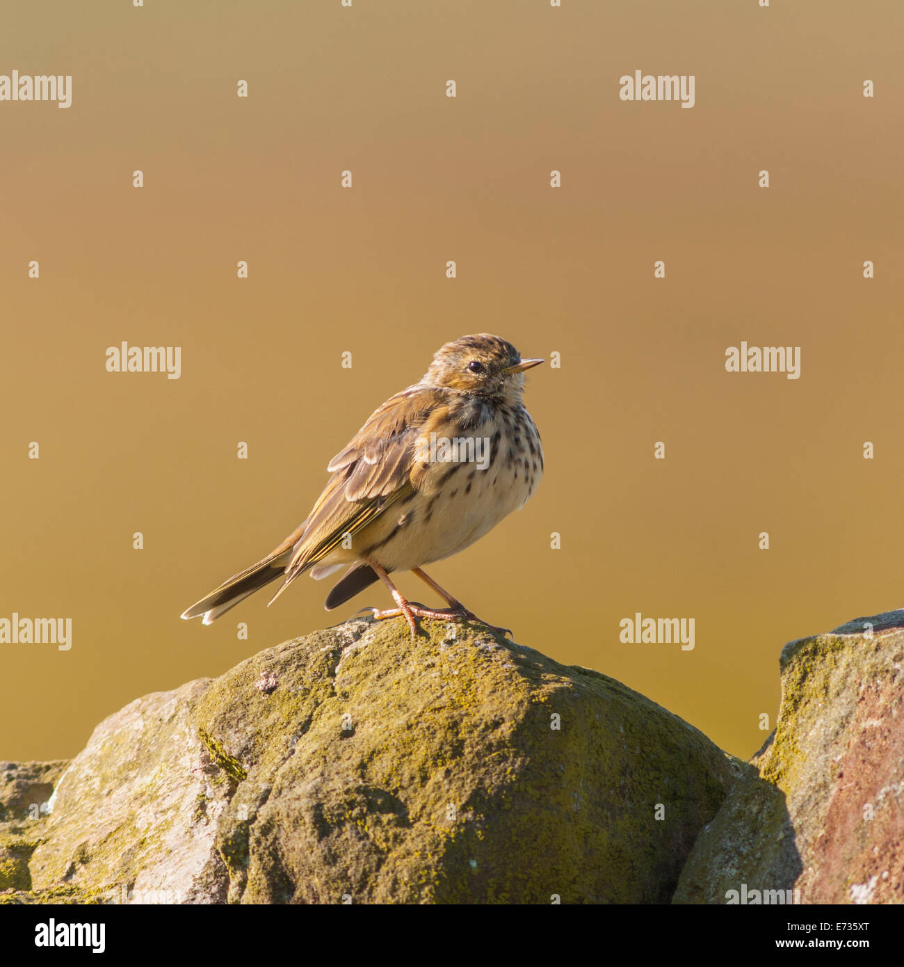 Eine Wiese Pieper (Anthus Pratensis) im Moor, Yorkshire Dales, England, Uk Stockfoto
