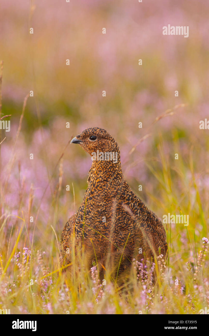 Ein Moorschneehuhn (Lagopus Lagopus Scoticus) im Moor, Yorkshire Dales, England, Uk Stockfoto