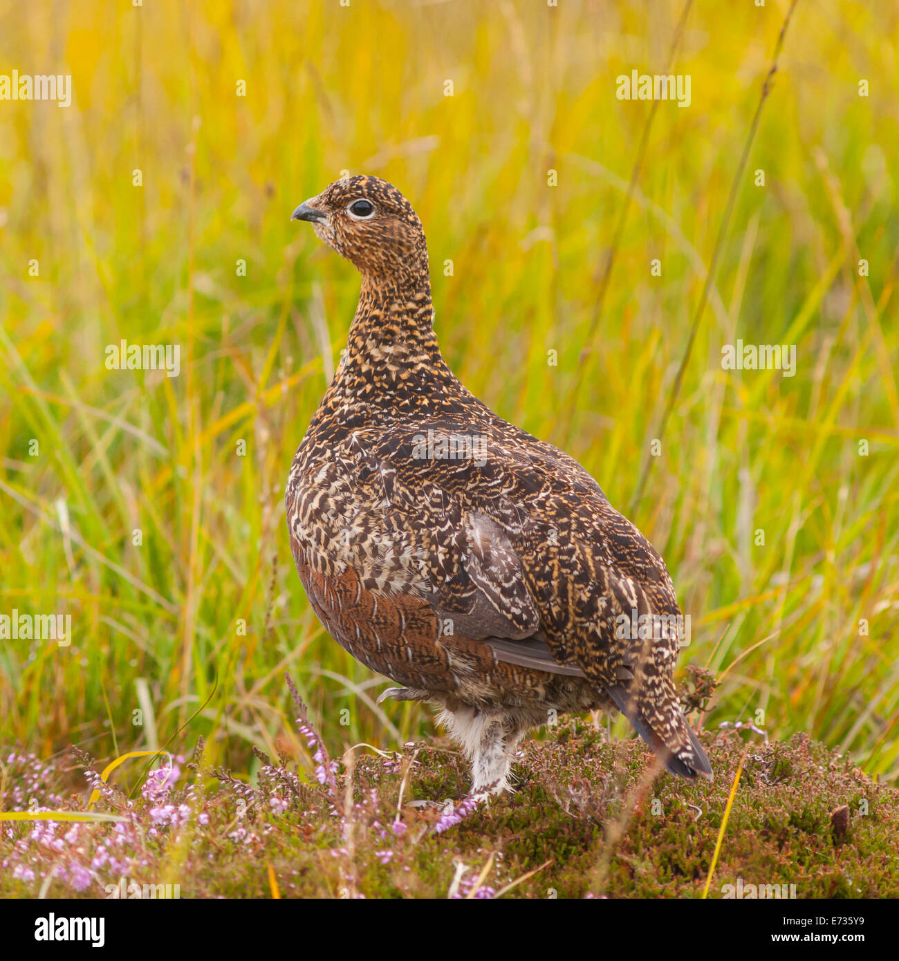 Ein Moorschneehuhn (Lagopus Lagopus Scoticus) im Moor, Yorkshire Dales, England, Uk Stockfoto