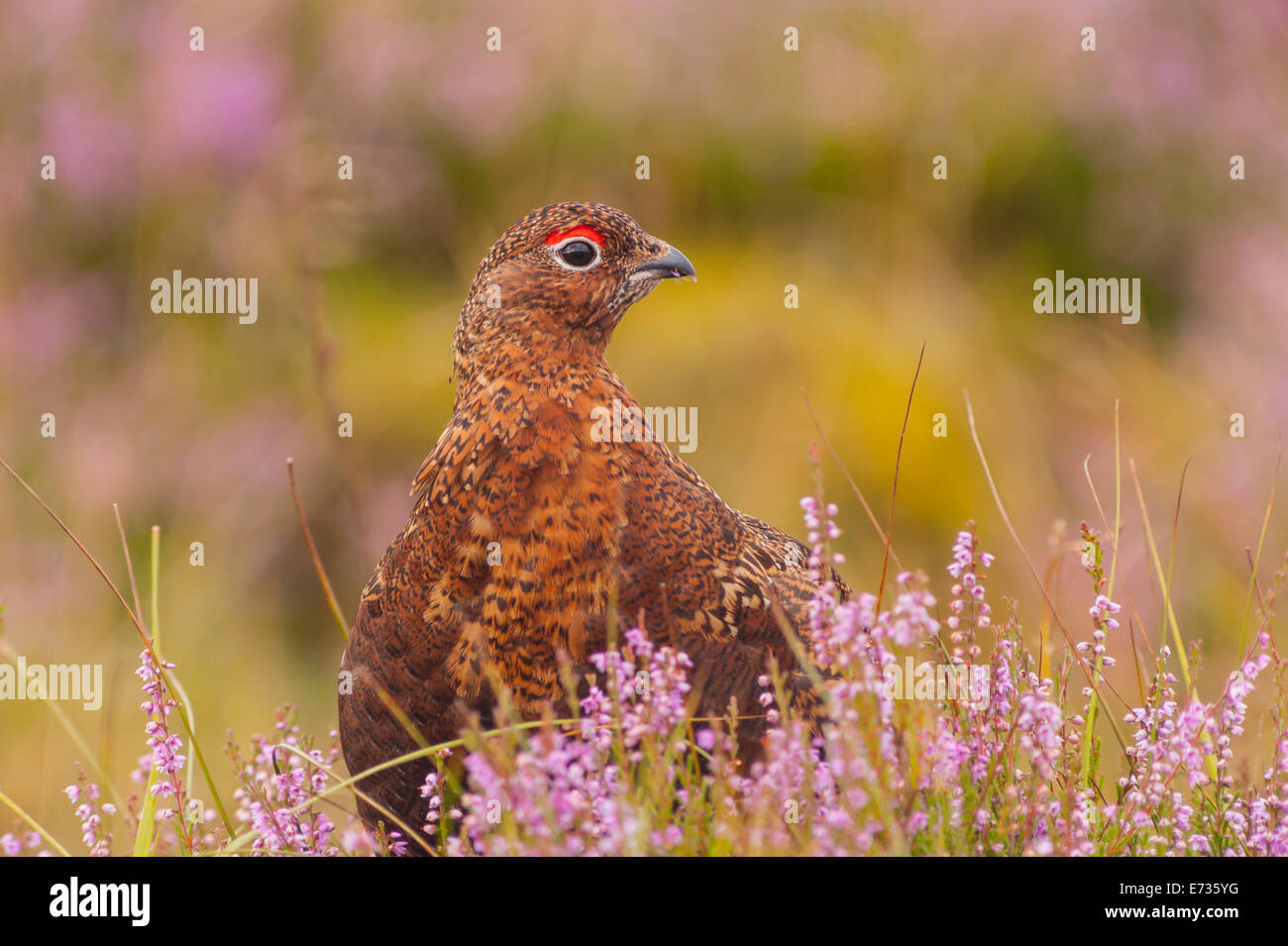 Ein Moorschneehuhn (Lagopus Lagopus Scoticus) im Moor, Yorkshire Dales, England, Uk Stockfoto