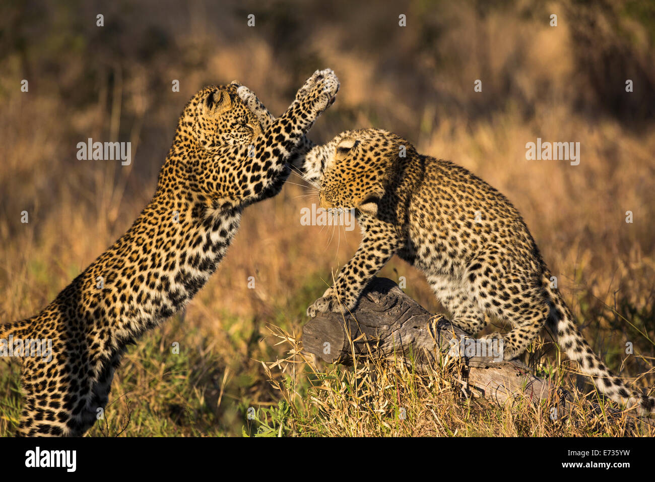 Zwei Leopardenjunge spielerisch sparring Stockfoto