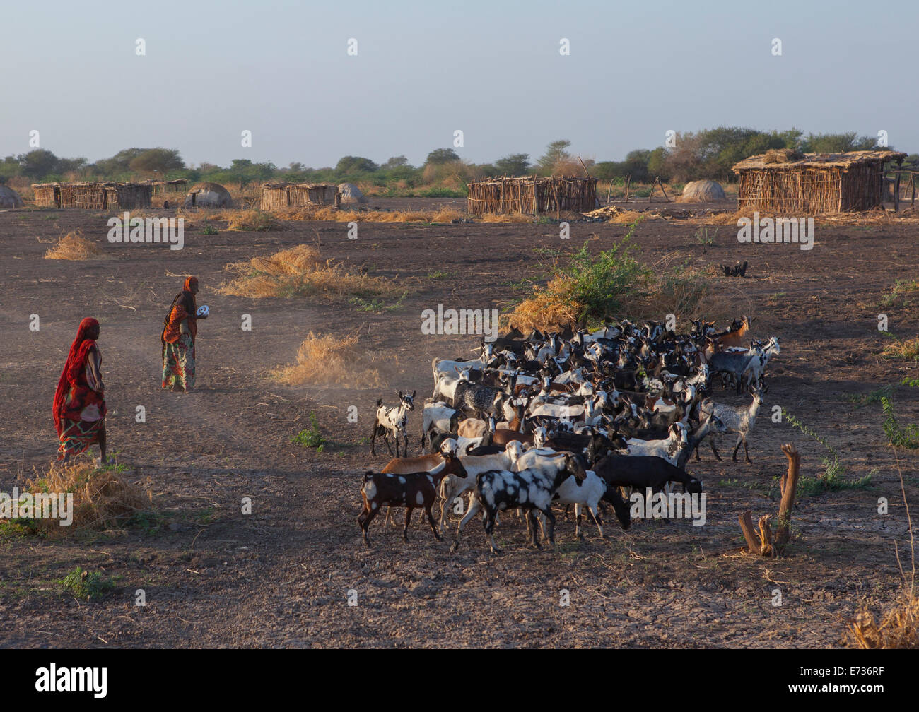 Afar Stammes Menschen mit ihren Ziegen, Afambo, Äthiopien Stockfoto