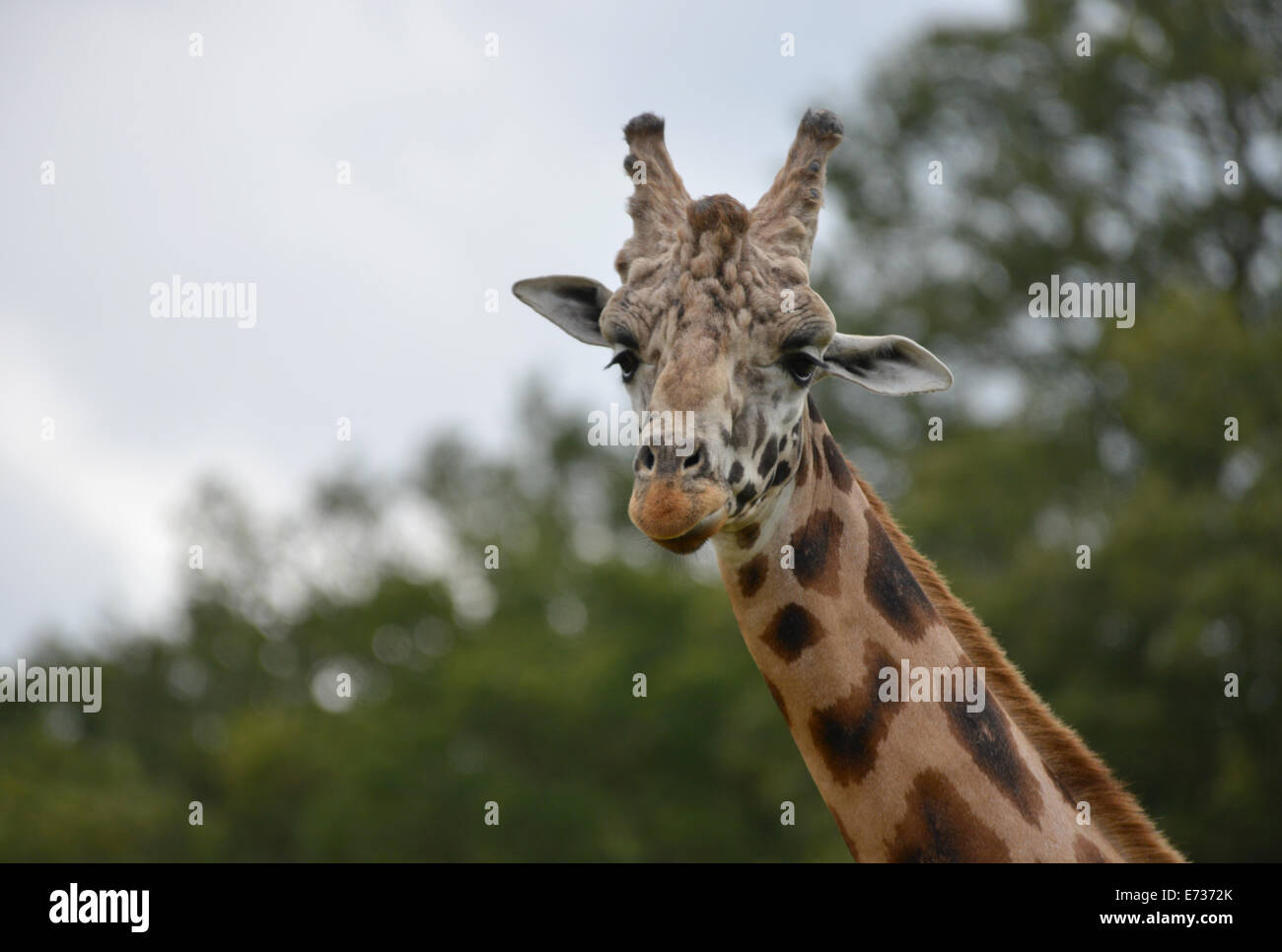 Giraffe schaut in die Kamera in Woburn Safari park Stockfoto