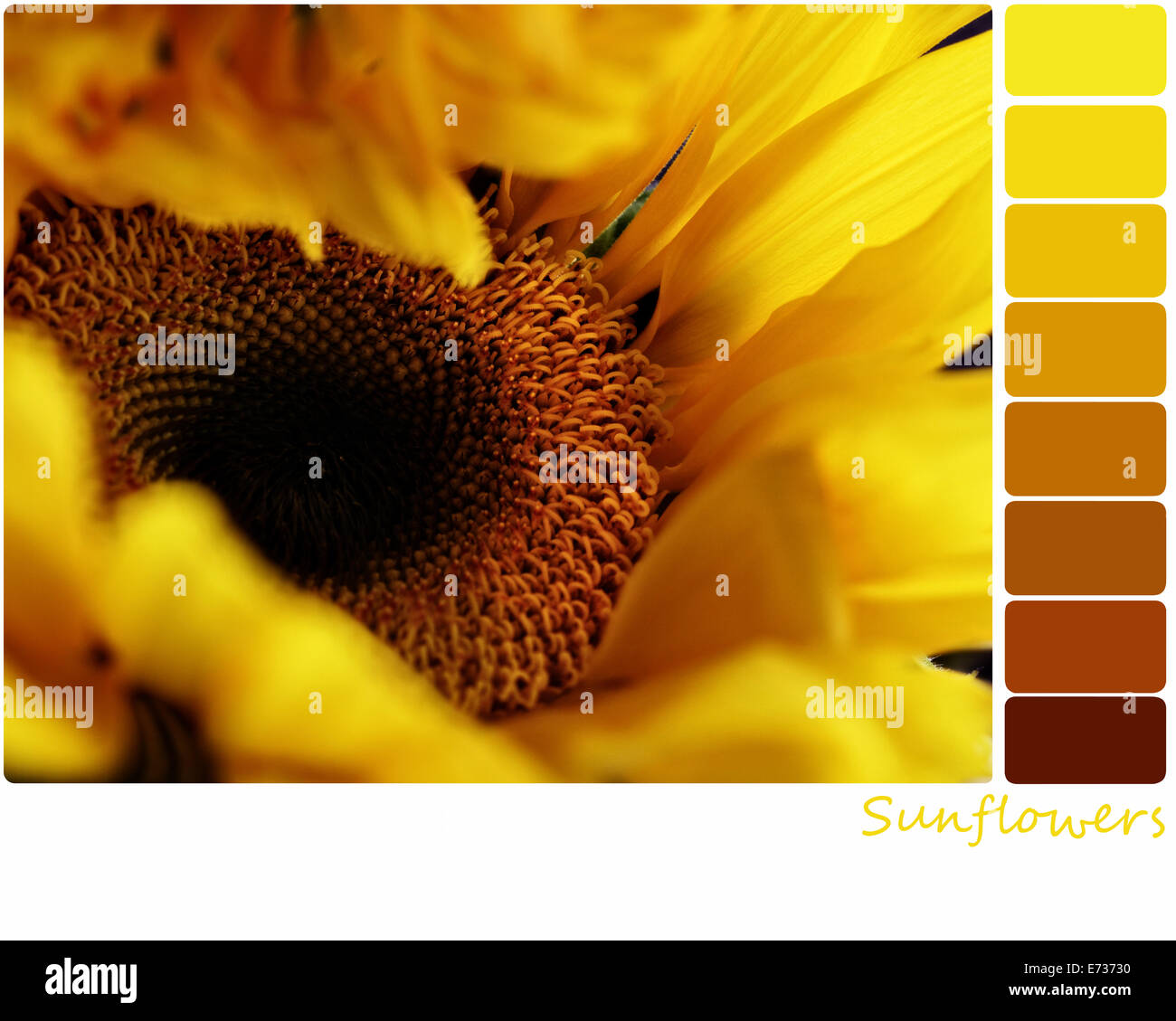 Makro einer Sonnenblume mit einer Farbpalette von kostenlose Farbmuster. Selektiven Fokus auf Mitte der Blume. Stockfoto