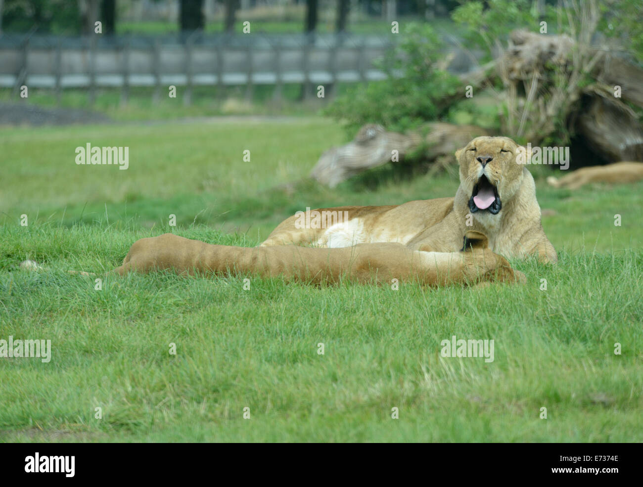 Gähnender Löwe in Woburn Safari park Stockfoto