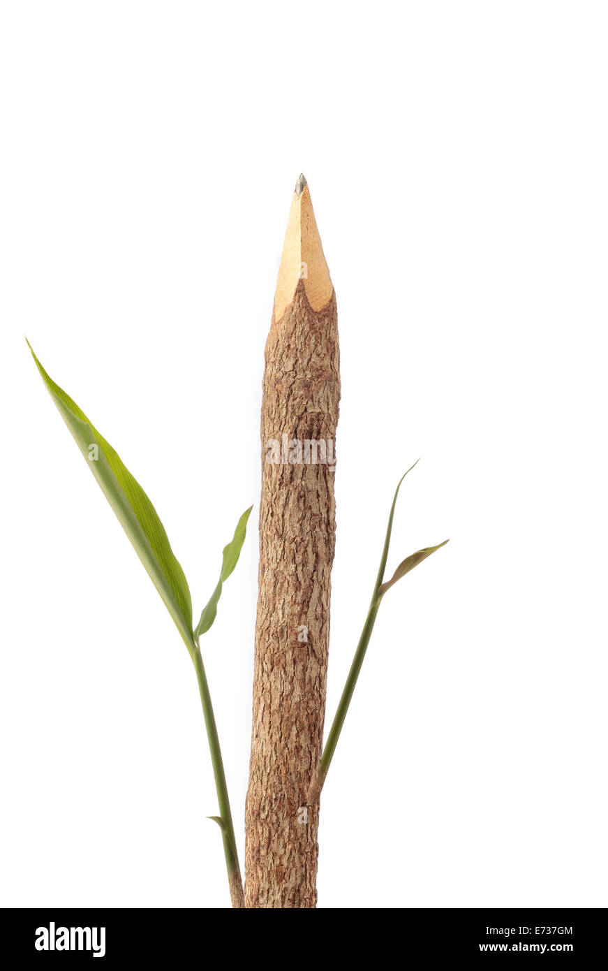 Bleistift von Holzmaterial mit frischen Blättern. Grüner Planet-Konzept Stockfoto