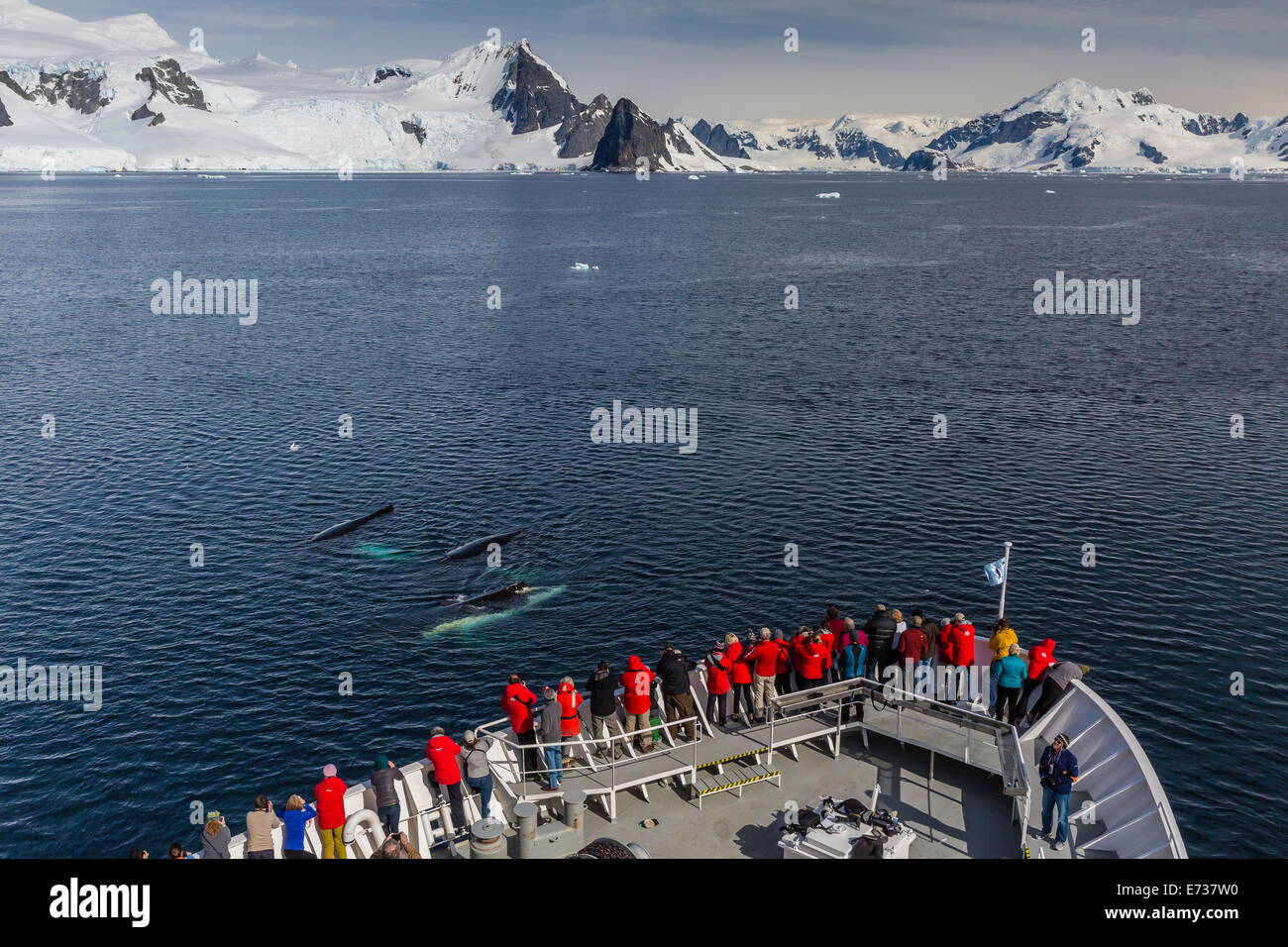 Erwachsenen Buckelwale auftauchen aus dem Bogen von der National Geographic Explorer in die Gerlache Strait, Antarktis Stockfoto