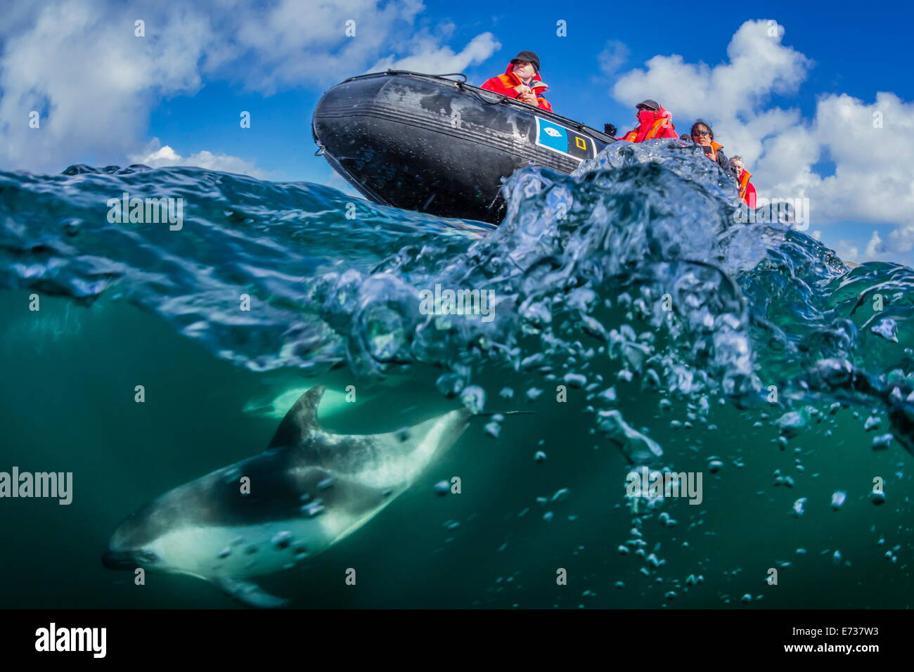 Erwachsenen Peale Delphin Bogen Reiten Lindblad Expeditions Zodiac über und unter Wasser in der Nähe von New Island, Falkland-Inseln Stockfoto