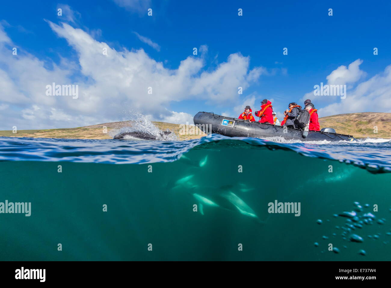 Erwachsenen Peale Delphin Bogen Reiten Lindblad Expeditions Zodiac über und unter Wasser in der Nähe von New Island, Falkland-Inseln Stockfoto