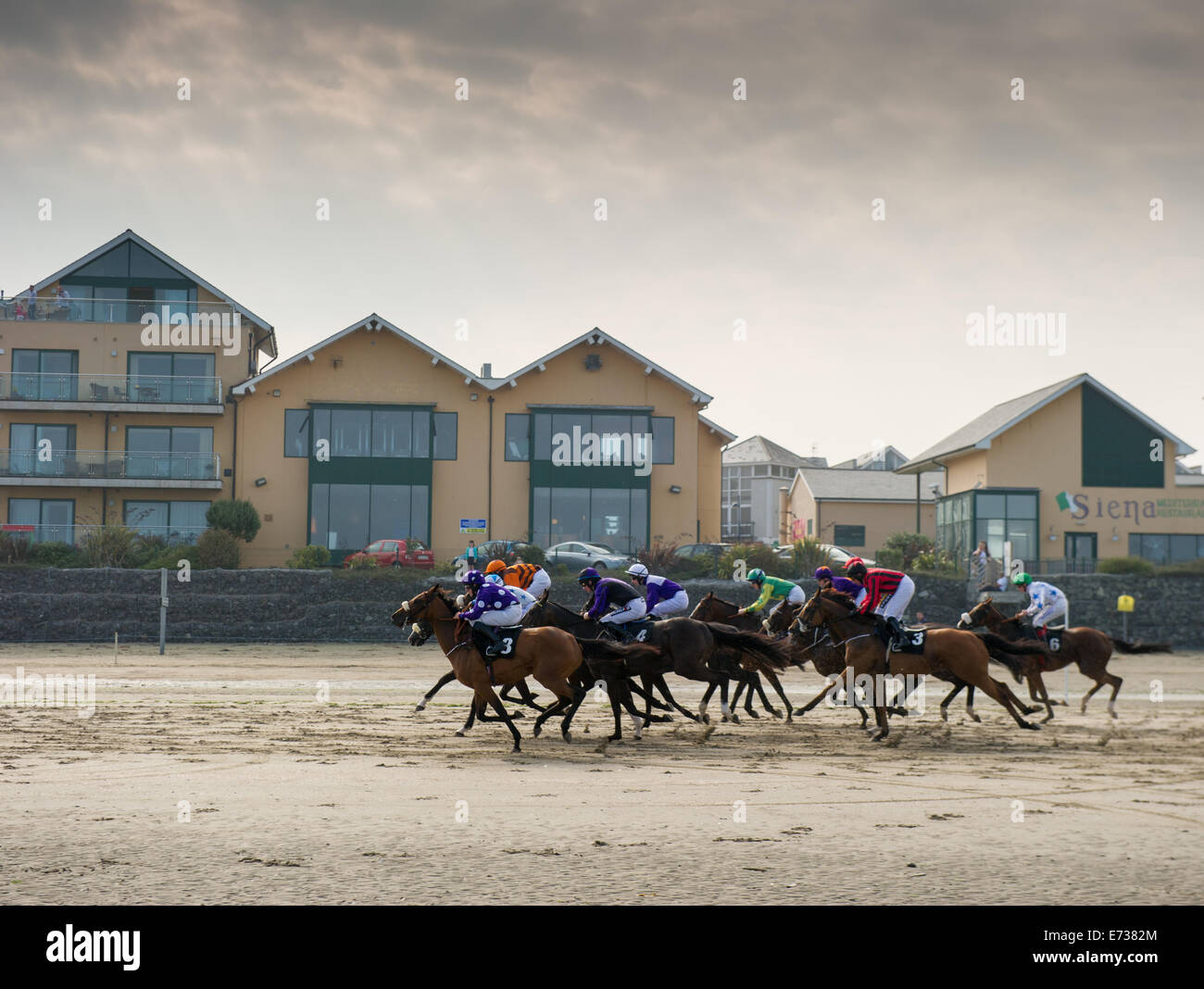 Laytown Strand Rennen, Craon County Meath, Irland. 4. September 2014. Laytown Rennen nimmt eine besondere Stellung in der irischen racing Kalender, wie es ist die einzige Renn-Event laufen am Strand unter den Regeln des Racing.Laytown Strang Rennen für hundert und vierzig Jahre bestanden haben. Im Bild laufen Pferde in die Festzelte bundesweit behauptet Rennen (16:10). Foto: Barry Cronin/Alamy News Stockfoto