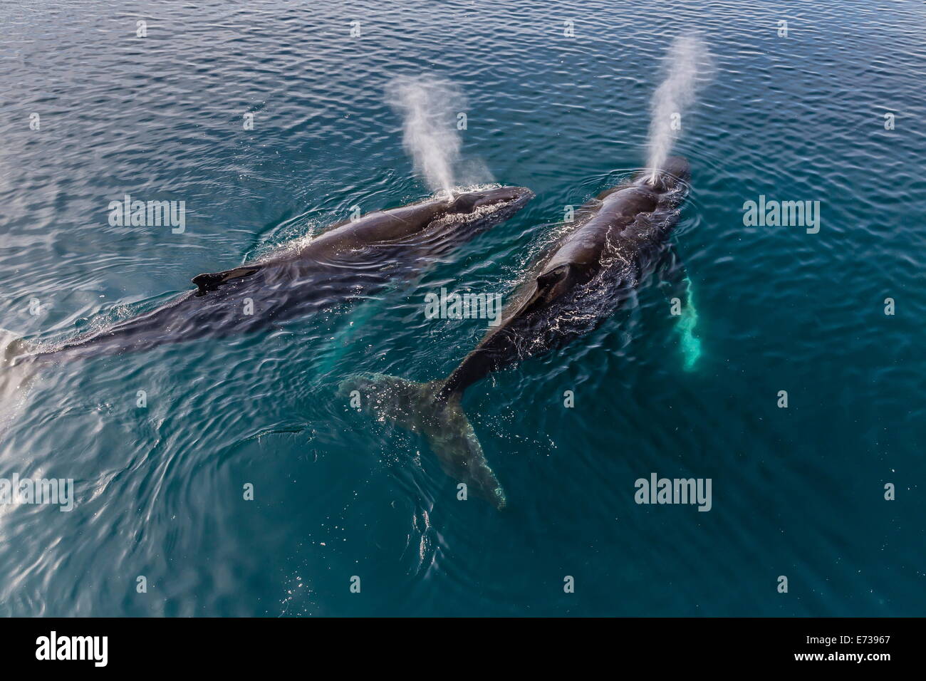 Ein paar Erwachsene Buckelwale (Impressionen Novaeangliae), auftauchen in den Polarregionen Gerlache Strait, Antarktis, Stockfoto