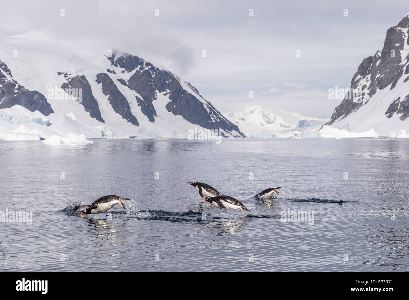 Erwachsenen Gentoo Penguins (Pygoscelis Papua) Porpoising, Danco Island, Antarktis, Polarregionen Stockfoto