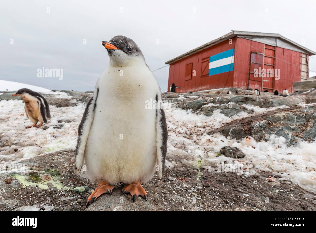 Gentoo Pinguinküken (Pygoscelis Papua) am argentinischen retten Hütte, Mikkelsen Hafen, Trinity Island, Antarktis, Polarregionen Stockfoto