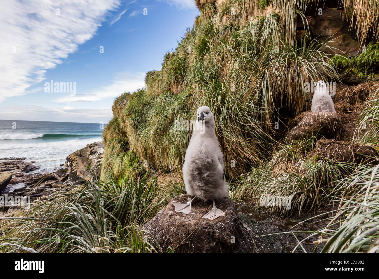 Black-browed Albatross (Thalassarche Melanophris) Küken im Nest auf Saunders Island, Falkland-Inseln, britische Übersee Protektorat Stockfoto