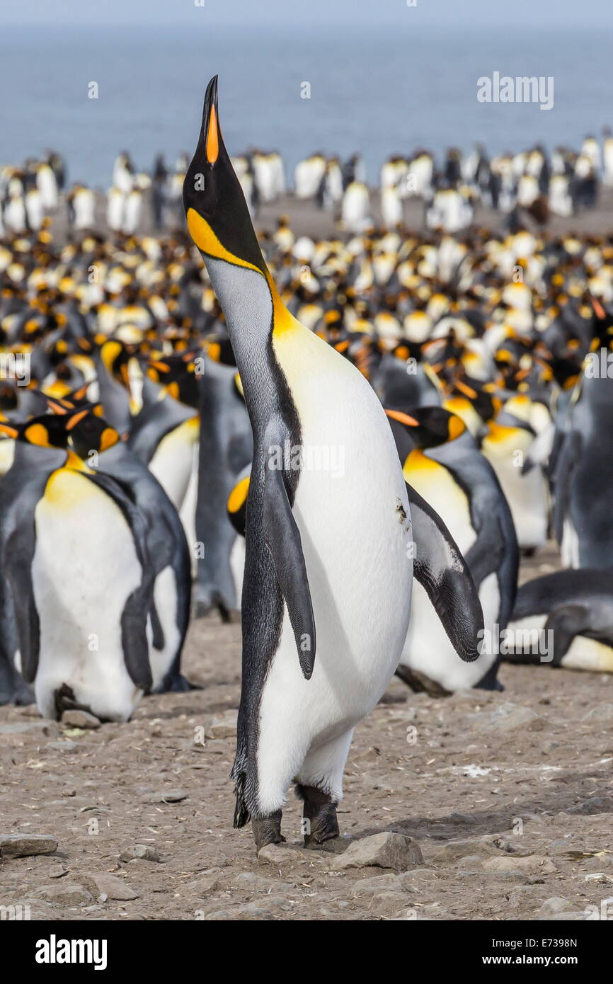 König (Aptenodytes Patagonicus) Zucht Pinguinkolonie am St. Andrews Bay, Süd-Georgien, UK Overseas Protektorat Stockfoto