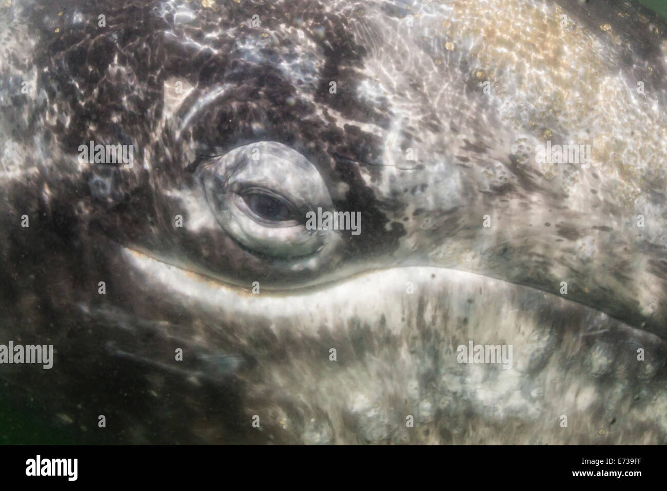 Close up Portrait of California Grauwal nähert sich Zodiac unter Wasser in der Magdalena Bay, Baja California Sur, Mexiko Stockfoto