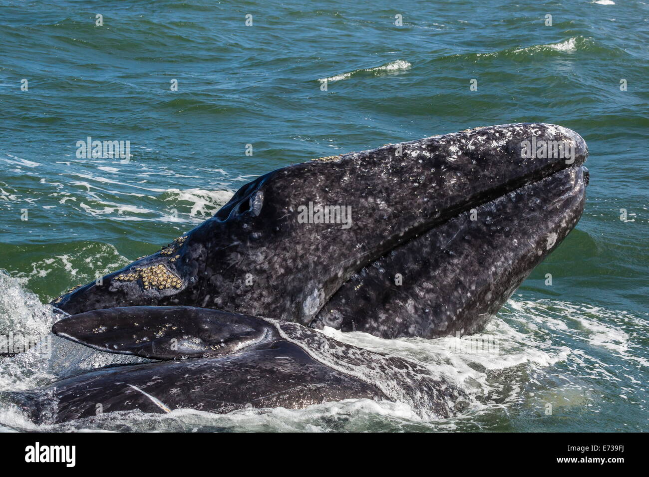 California Grauwal (Eschrichtius Robustus) Kalb mit Mutter in Magdalena Bay, Baja California Sur, Mexiko, Nordamerika Stockfoto