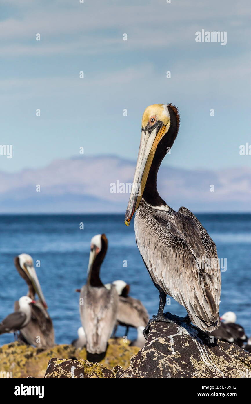 Brauner Pelikan (Pelecanus Occidentalis) Portrait bei Isla Angel De La Guarda, Baja California, Mexiko, Nordamerika Stockfoto