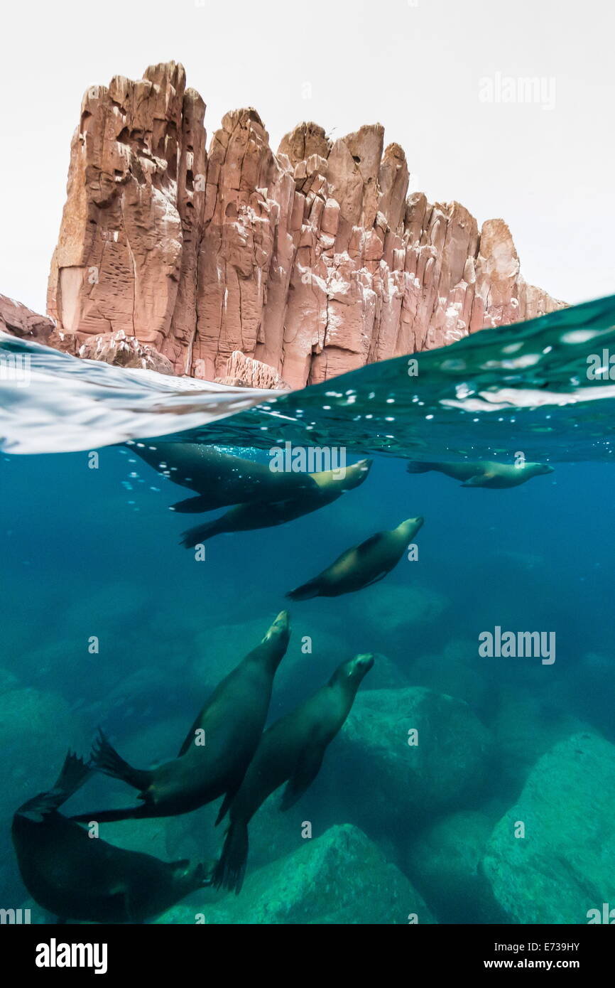 Kalifornischen Seelöwen (Zalophus Californianus) Unterwasser bei Los Islotes, Baja California Sur, Mexiko, Nordamerika Stockfoto