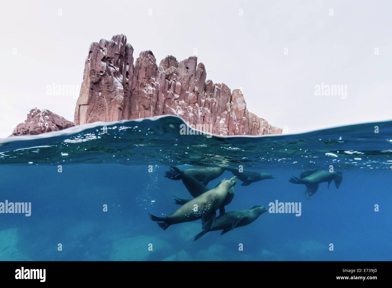 Kalifornischen Seelöwen (Zalophus Californianus) Unterwasser bei Los Islotes, Baja California Sur, Mexiko, Nordamerika Stockfoto
