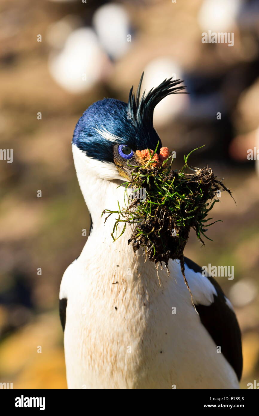 König Kormoran (Imperial Kormoran) (Phalacrocorax Atriceps) mit nisten Materialien, den Hals, Saunders Island, Falkland-Inseln Stockfoto