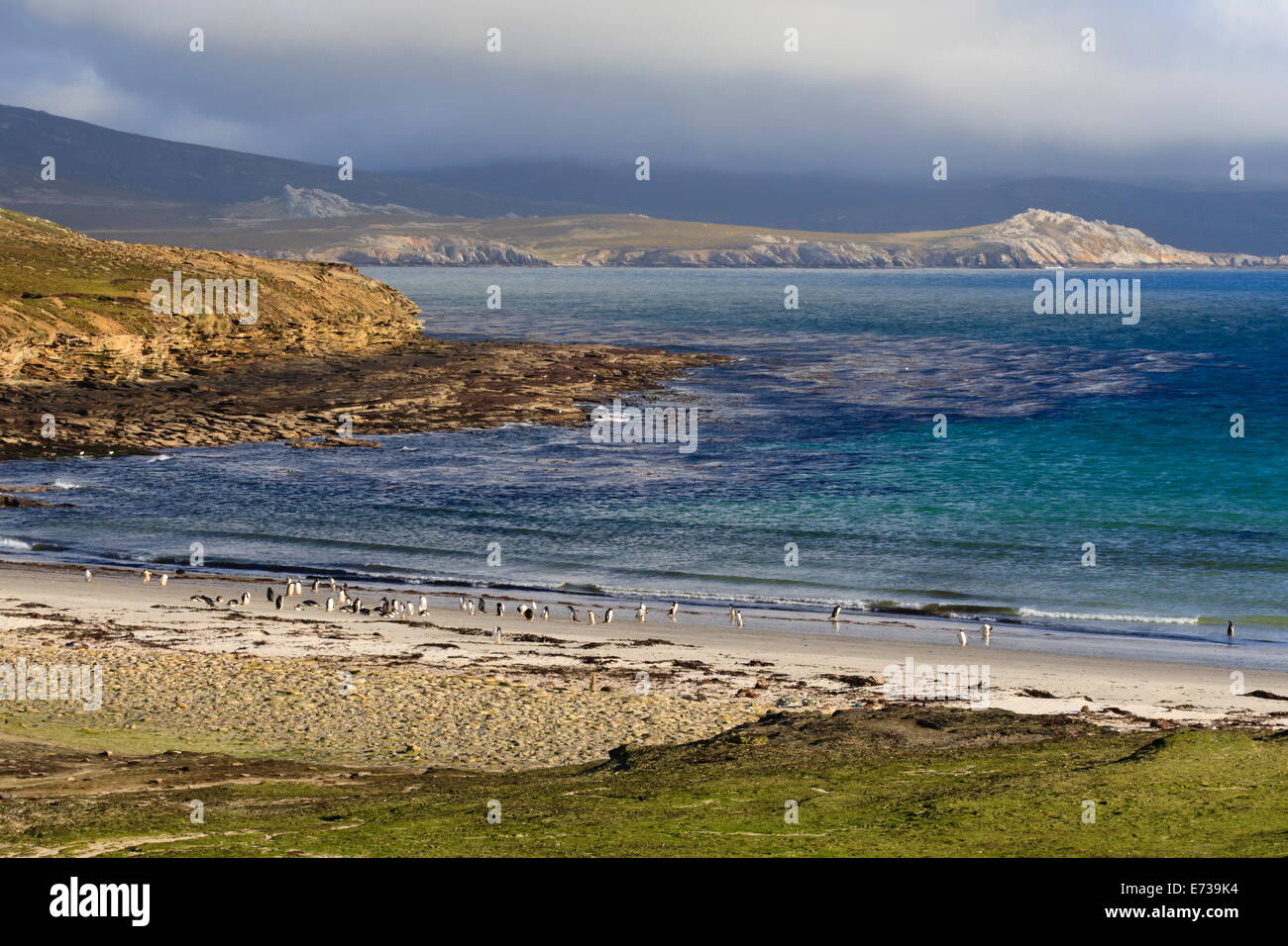 Gentoo Penguins (Pygoscelis Papua) am Strand mit Bergen eingehüllt in niedrigen Wolken, den Hals, Saunders Island, Falkland-Inseln Stockfoto