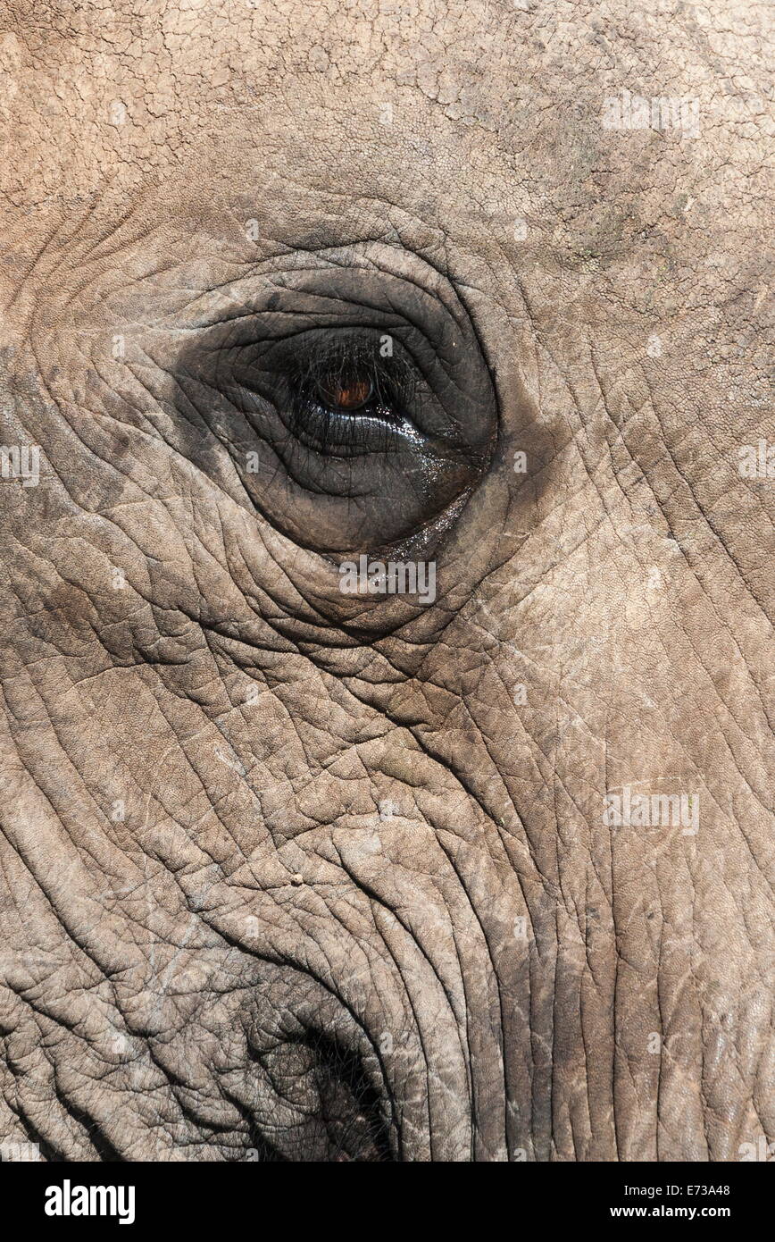 Auge der afrikanischen Elefanten (Loxodonta Africana), Addo Elephant National Park, Südafrika, Afrika Stockfoto