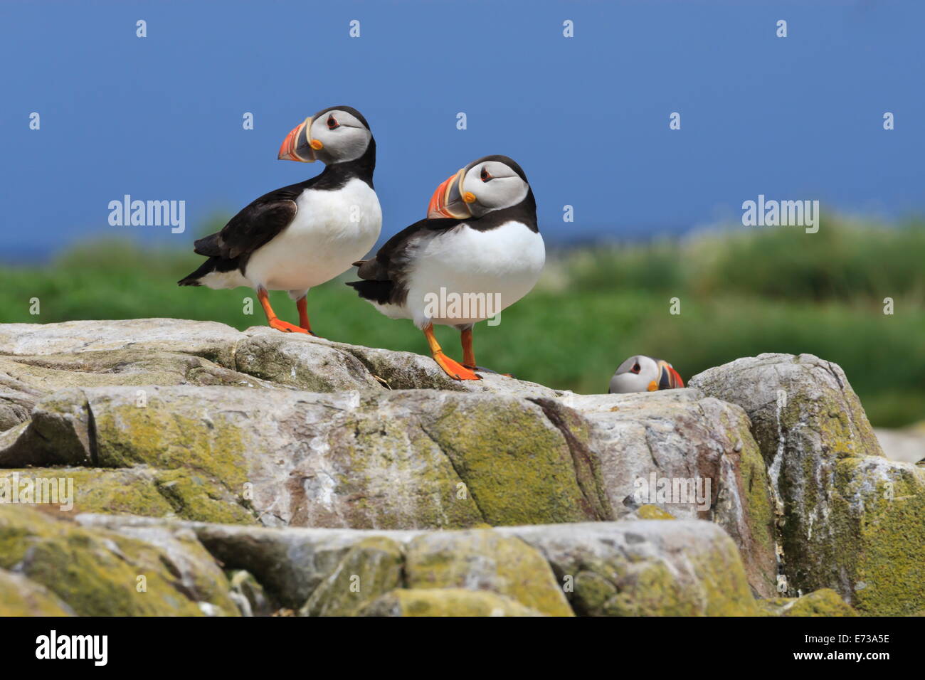 Papageitaucher (Fratercula Arctica) auf einem Felsen gegen einen blauen Himmel, Inner Farne, Farne Islands, Northumberland, England Stockfoto