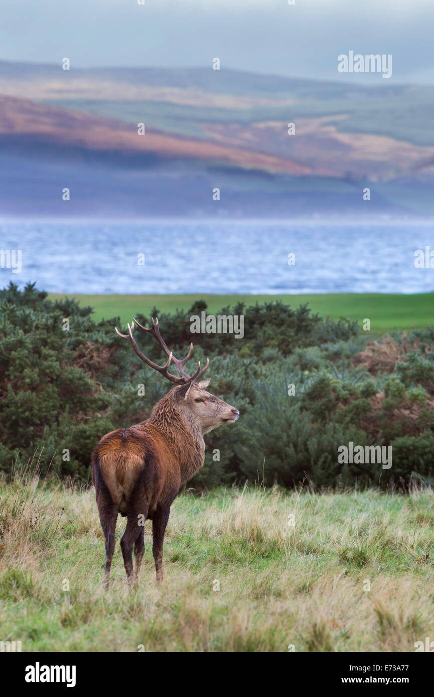 Rotwild-Hirsch (Cervus Elaphus), Isle of Arran, Schottland, Vereinigtes Königreich, Europa Stockfoto