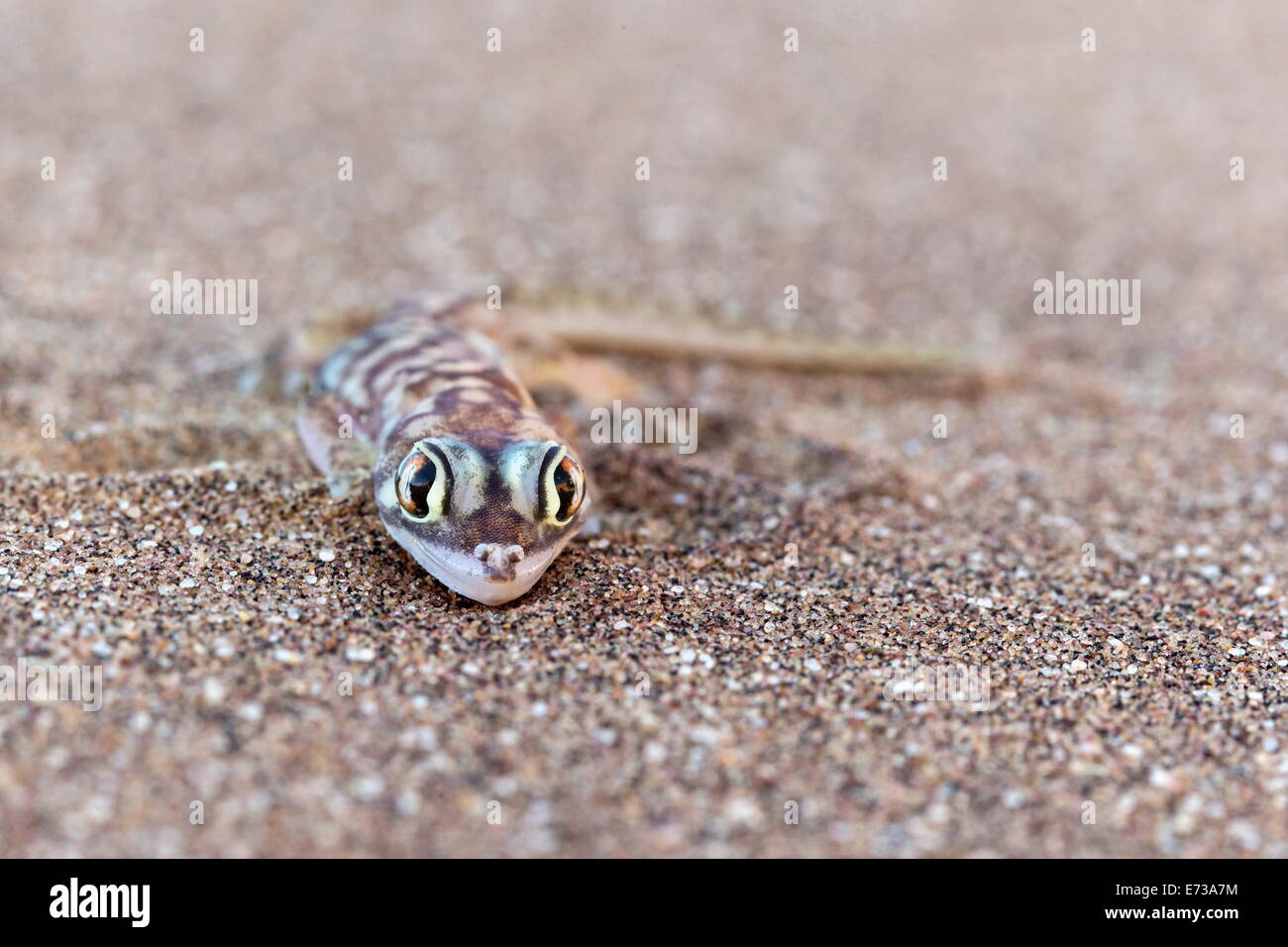 Webfooted Gecko (Palmatogecko Rangei), Namib-Wüste, Namibia, Afrika Stockfoto