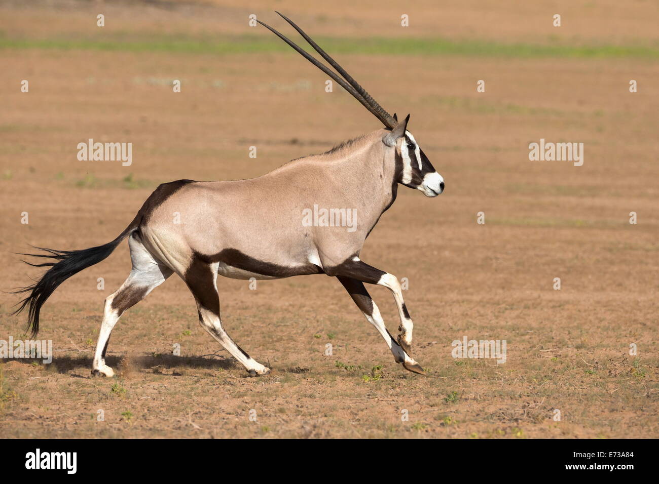Oryx (Oryx Gazella Gazella) ausgeführt, Kgalagadi Transfrontier Park, Northern Cape, Südafrika, Afrika Stockfoto
