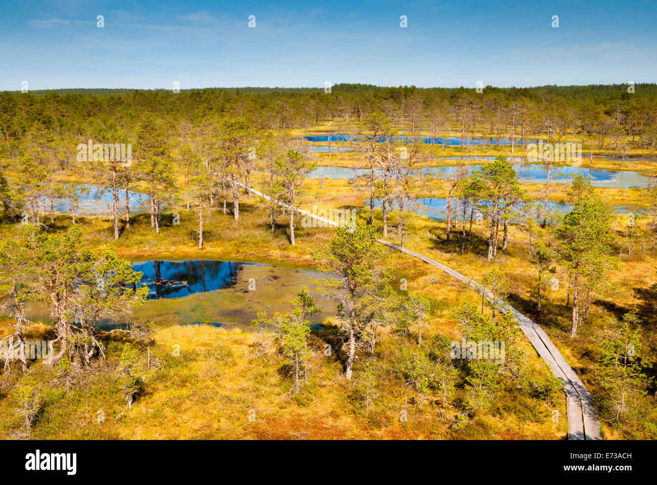 Viru Moor (Viru Raba) Torf Sumpf, Lahemaa Nationalpark, Harjumaa, Laane-Virumaa, Estland, Baltikum, Europa Stockfoto
