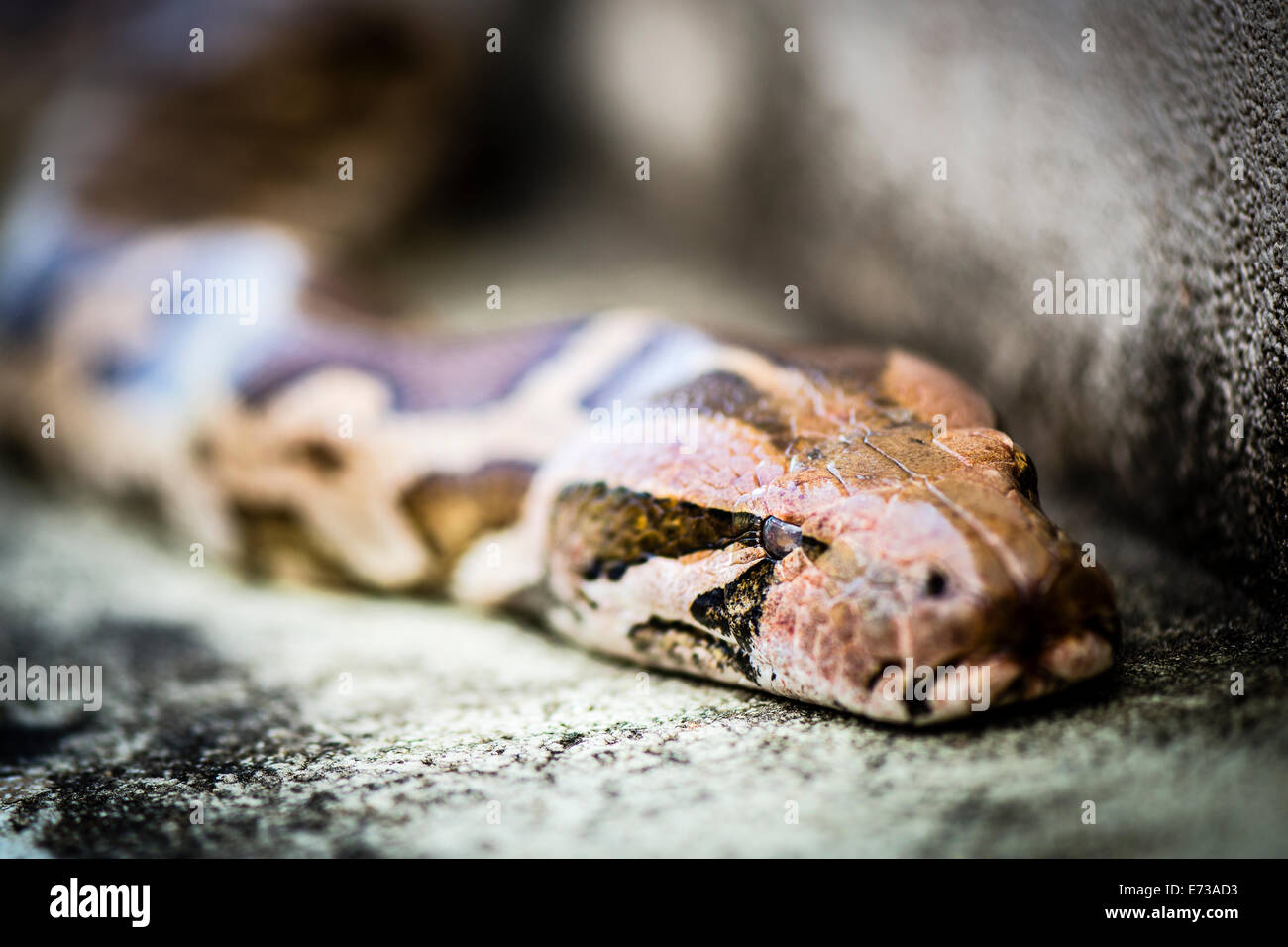 Python Reticulatus, gehört zu den längsten Schlangenarten und erhaltene Reptilien der Welt. Fotografiert mit Nikon-D800E. Stockfoto