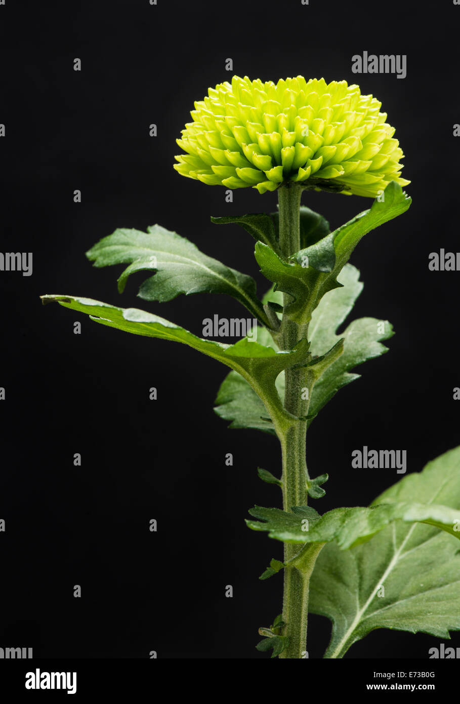 Grüne Blumen auf schwarzem Hintergrund Stockfoto