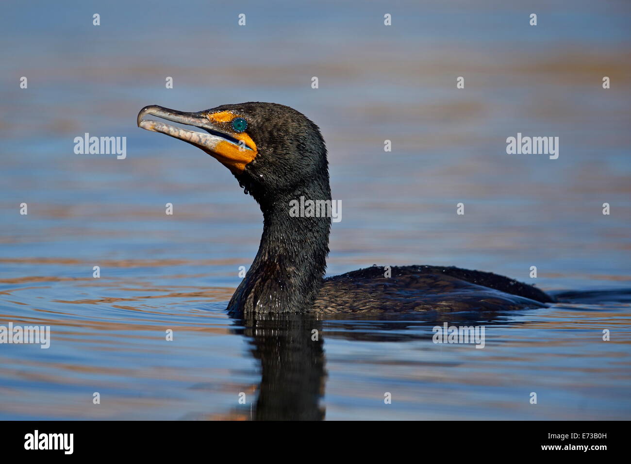 Doppel-crested Kormoran (Phalacrocorax Auritus), Clark County, Nevada, Vereinigte Staaten von Amerika, Nordamerika Stockfoto