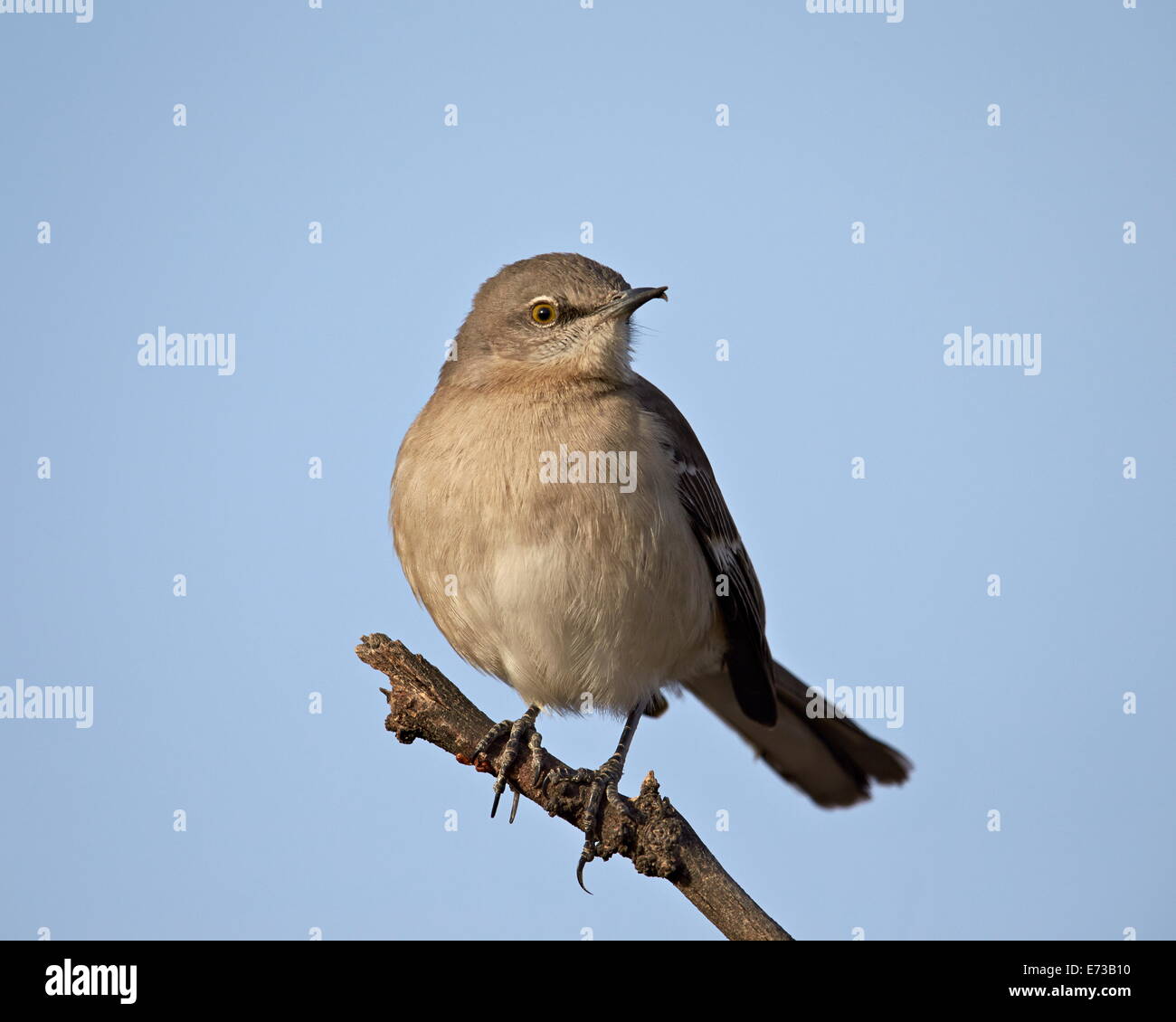 Nördliche Spottdrossel (Mimus Polyglottos), Overton Wildlife Management Area, Overton, Nevada, Vereinigte Staaten von Amerika Stockfoto