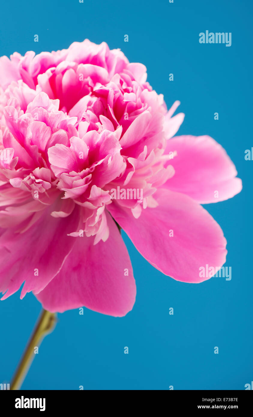 Nahaufnahme eines blühenden rosa Pfingstrose Blumen auf blauem Hintergrund Stockfoto