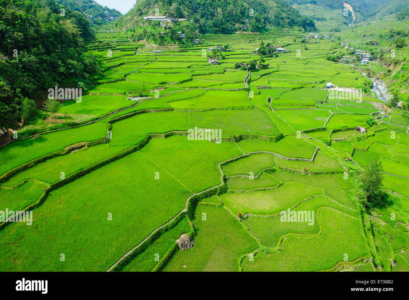 Hapao Reisterrassen, Banaue, UNESCO-Weltkulturerbe, Luzon, Philippinen, Südostasien, Asien Stockfoto