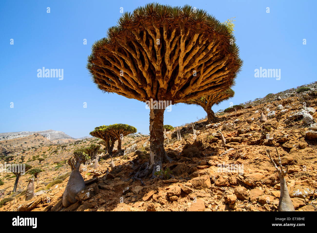 Dracaena Cinnabari (Sokotra Drachenbaum) Wald, Homil Protected Area, Insel  Sokotra, UNESCO Sttte, Jemen Stockfotografie - Alamy