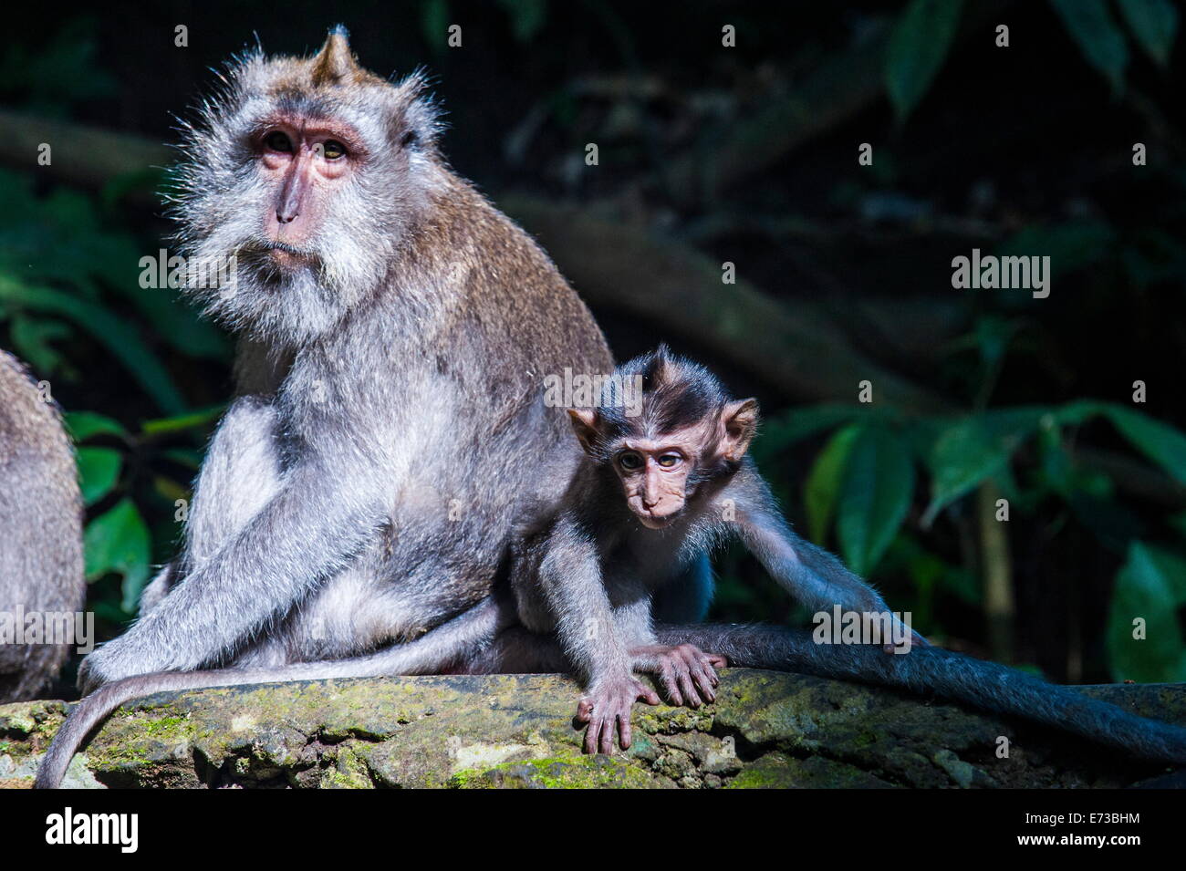 Krabbe-Essen Makaken (Macaca Fascicularis) Mutter mit ihr spielen Kinder, Monkey Forest, Ubud, Bali, Indonesien, Südostasien Stockfoto