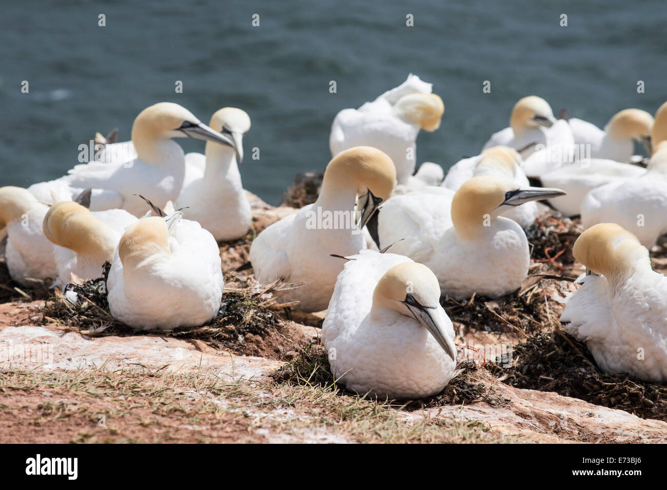 Basstölpel (Morus Bassanus) Kolonie, Helgoland, kleine deutsche Inselgruppe in der Nordsee, Deutschland, Europa Stockfoto