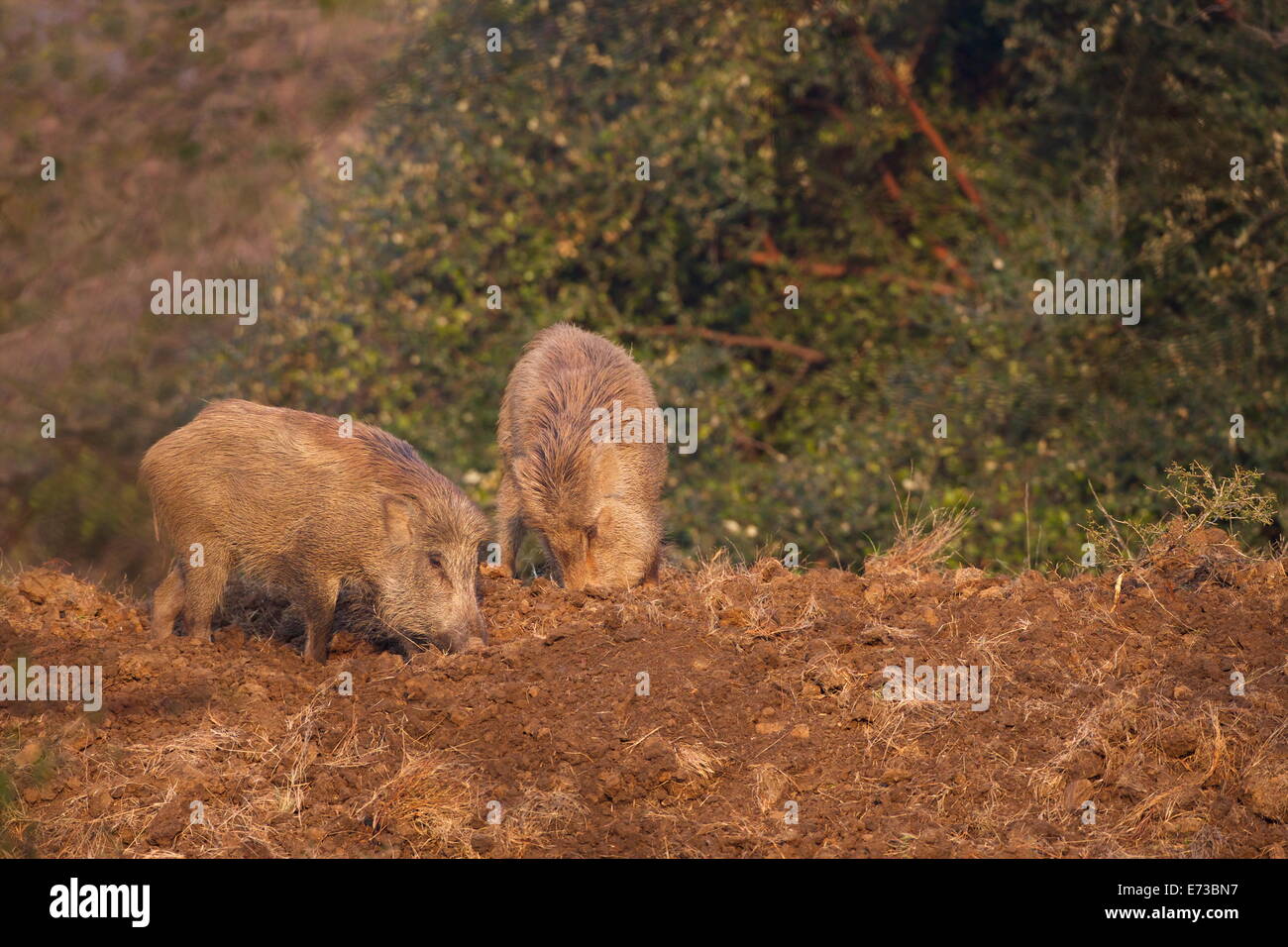 Indische Wildschwein (Sus Scrofa Cristatus), Ranthambore Nationalpark, Rajasthan, Indien, Asien Stockfoto