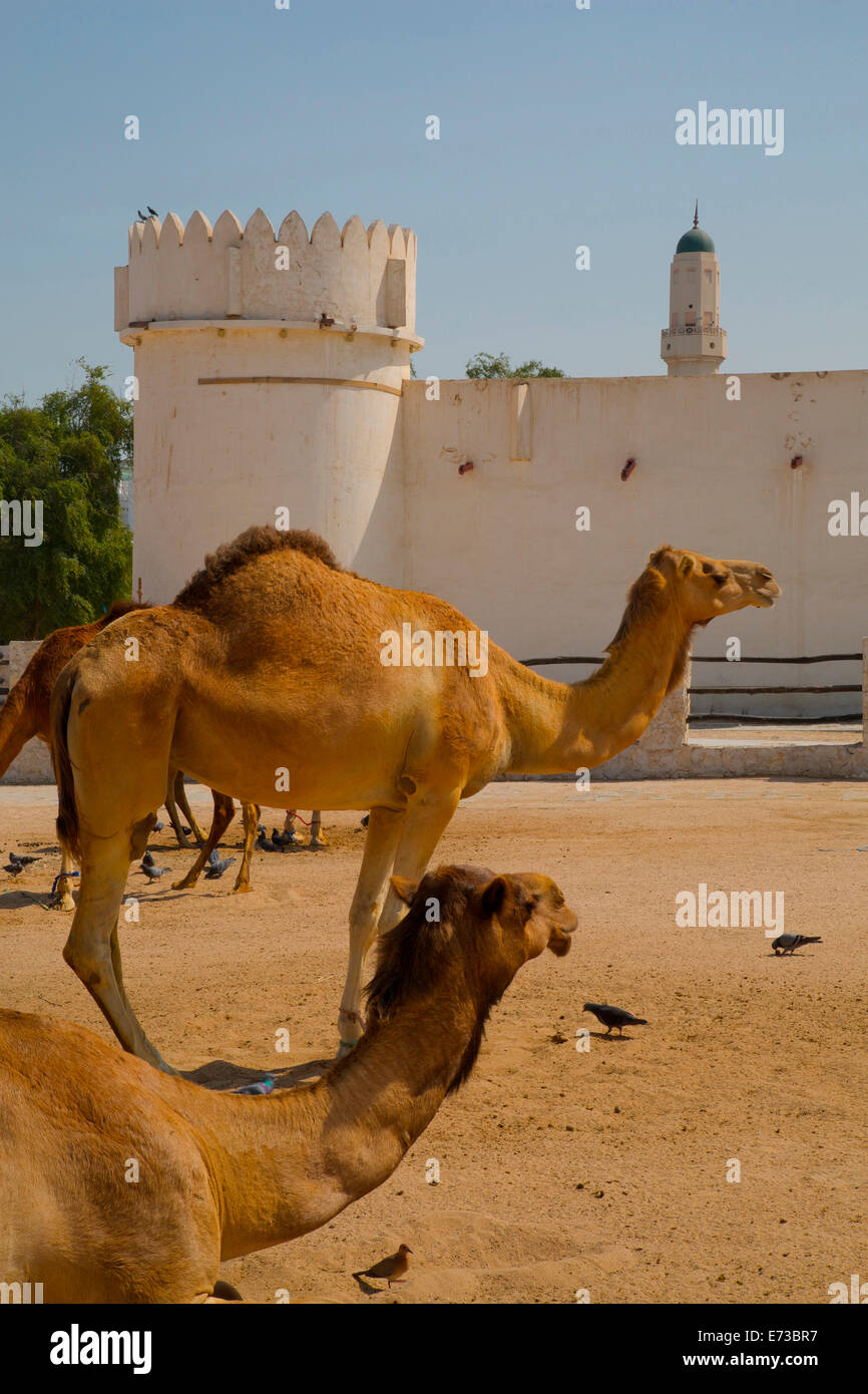 Kamele in Camel Souk, Waqif Souq, Doha, Katar, Naher Osten Stockfoto