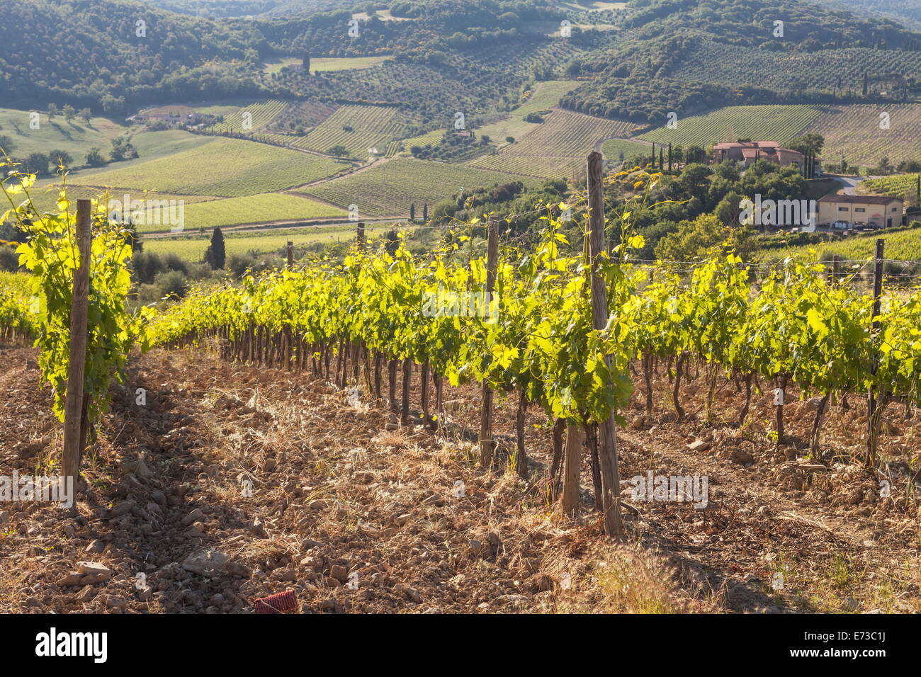 Weinberge in der Nähe von Montalcino, Val d ' Orcia, UNESCO World Heritage Site, Toskana, Italien, Europa Stockfoto