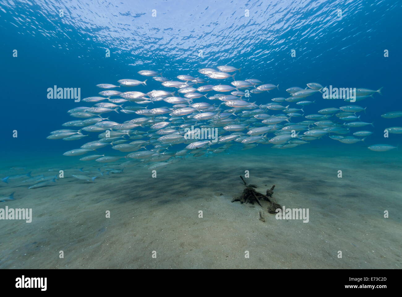 Kleine Schule der Indische Makrele im flachen Wasser, Naama Bay, Sharm El Sheikh, Rotes Meer, Ägypten, Nordafrika Stockfoto