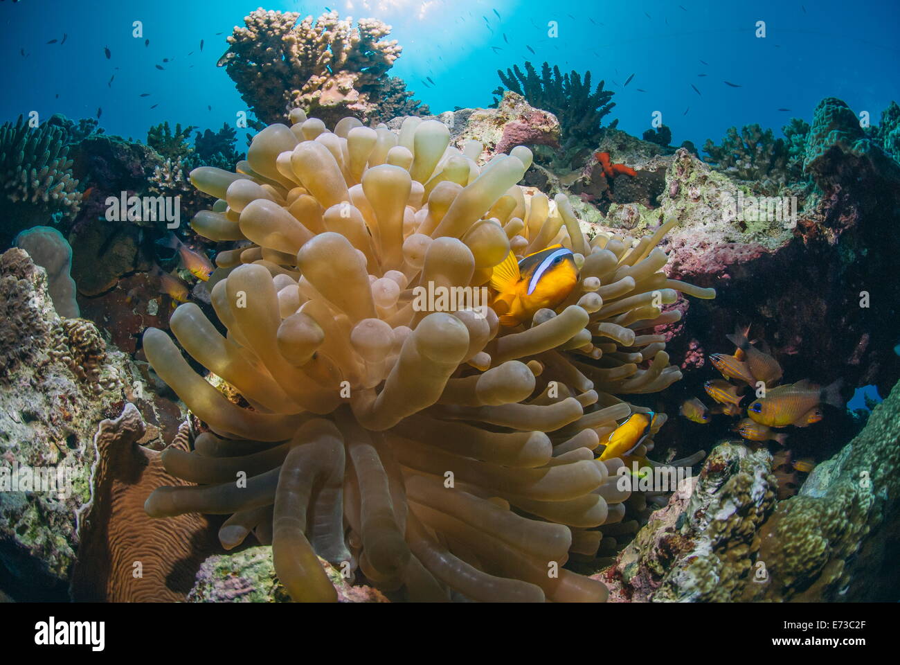 Rotes Meer-Anemonenfisch (Amphiprion Bicinctus) und Blase Anemone (Entacmaea Quadricolor), Naama Bay, Rotes Meer, Ägypten Stockfoto